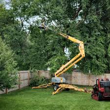 Reliable Mount Sterling, KY Tree Care Solutions