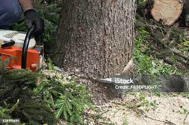 Seasonal Cleanup (Spring/Fall) in Mount Sterling, KY