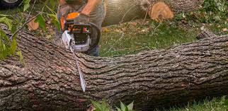 Tree and Shrub Care in Mount Sterling, KY