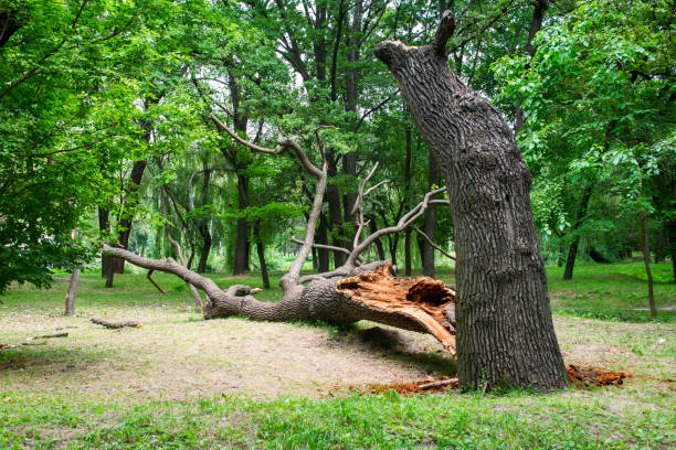 Mulching Services in Mount Sterling, KY