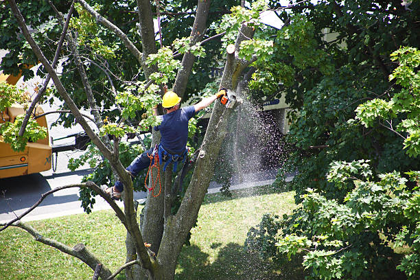 How Our Tree Care Process Works  in  Mount Sterling, KY